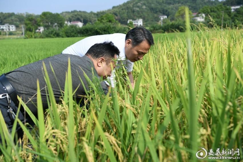 风吹蛋蛋凉