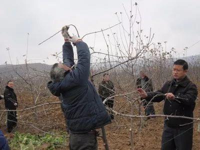 新鲜出炉：苹果修剪技巧大揭秘，高清视频教程教你轻松上手！